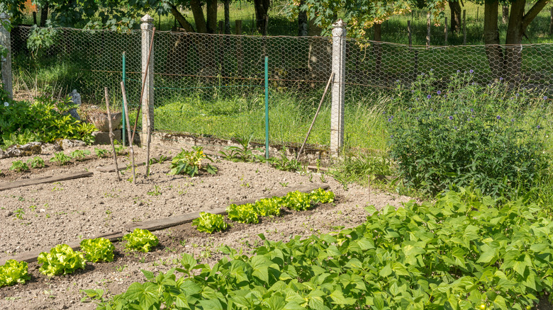 Garden surrounded by chicken wire fence