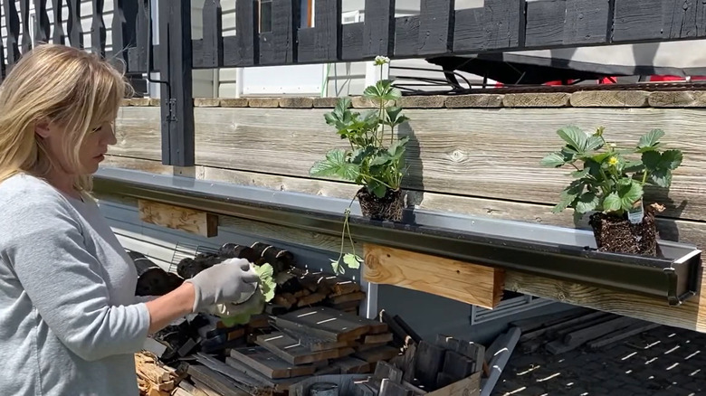 blonde woman building a gutter garden