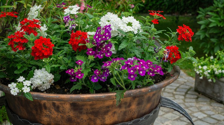 red, white, and purple flowers inside a copper planter