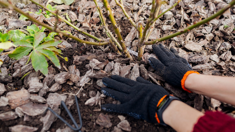 Hands with black and orange gloves adding mulch up around a woody plant