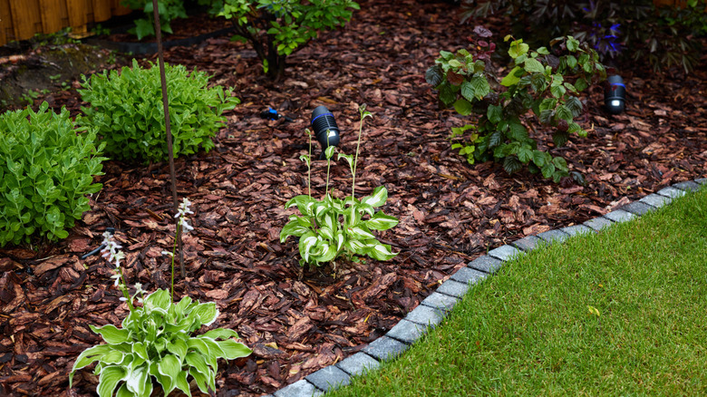 A thick layer of mulch surrounding several plants and blocked off from grass by a small stone divider
