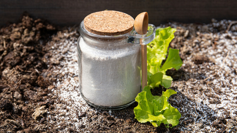 Jarred white powder near lettuce plants in garden
