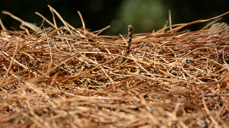 A pile of dried pine needles