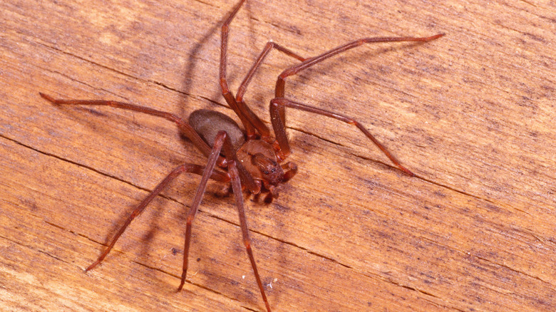 A brown recluse on a wood floor