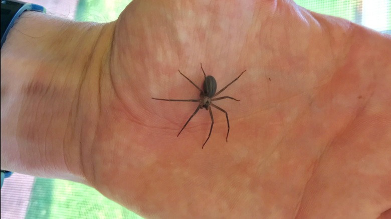 A brown recluse spider on someone's palm