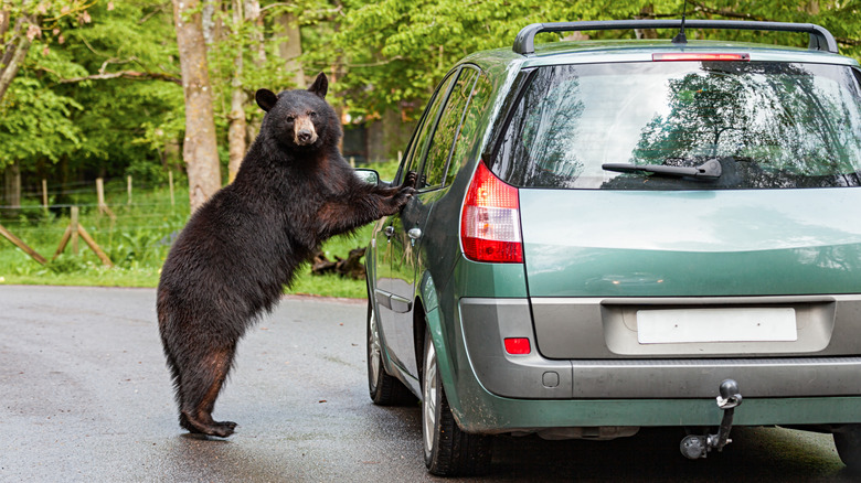 bear resting front paws on the side of a vehicle