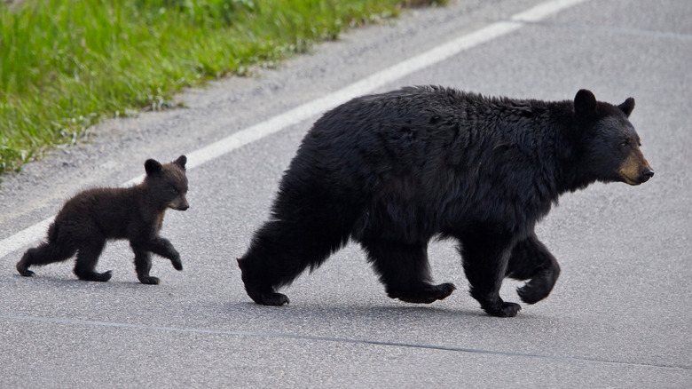 black bear sow and her cub crossing the road