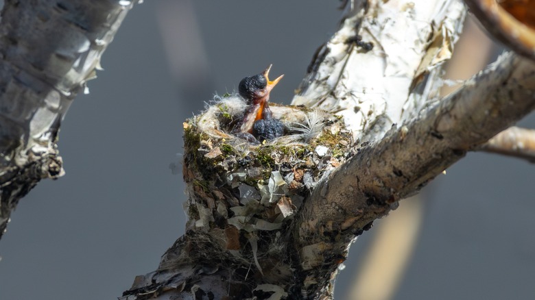 Hummingbird hatchling in a nest