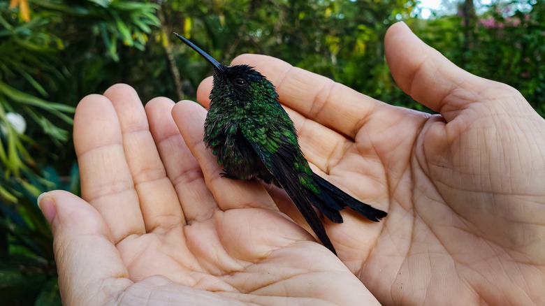 Hummingbird fledgling in a person's hands