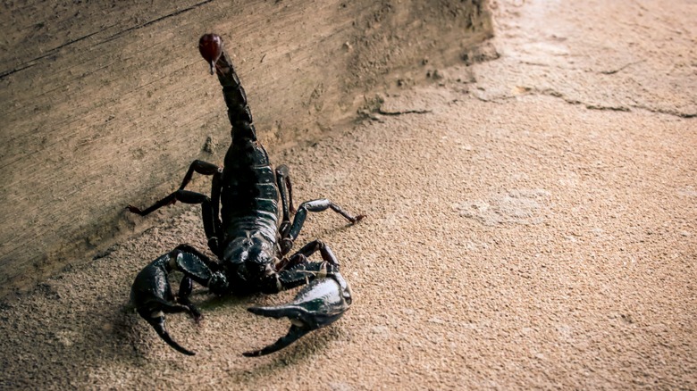 Black scorpion in sand
