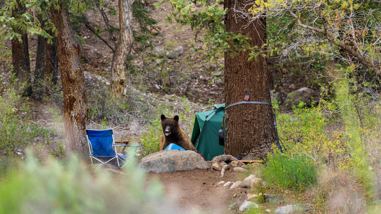 Bear outside of a tent
