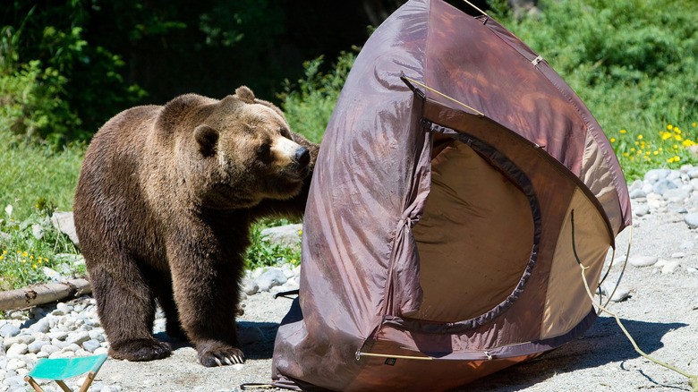 A grizzly bear pawing at an empty tent