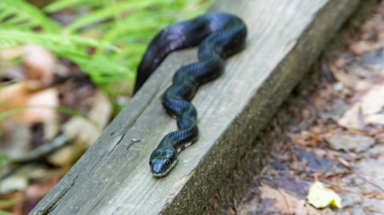 Black rat snake on a trail bridge