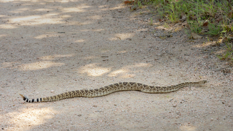 Rattlesnake laying across trail