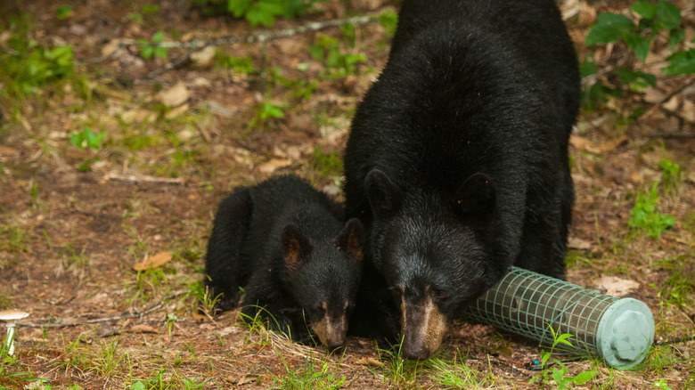 Black bear and cub eating a fallen bird feeder