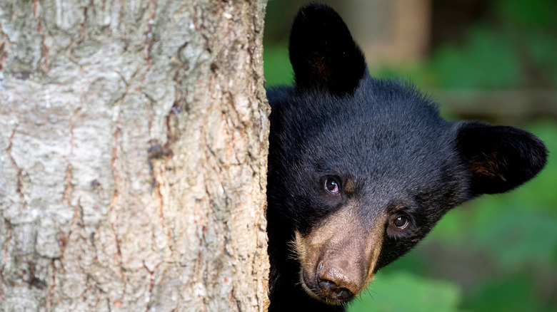 Black bear cub sticking its head out from behind a tree