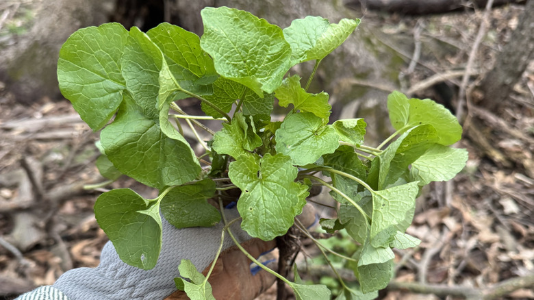 Gloved hand holding green invasive garlic mustard