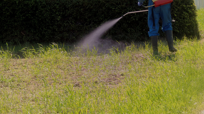 A farmer sprays herbicide on couch grass
