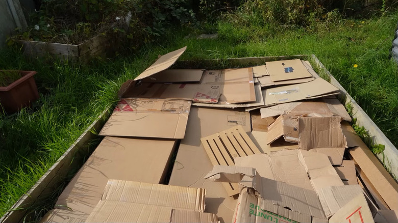 cardboard piles on top of couch grass