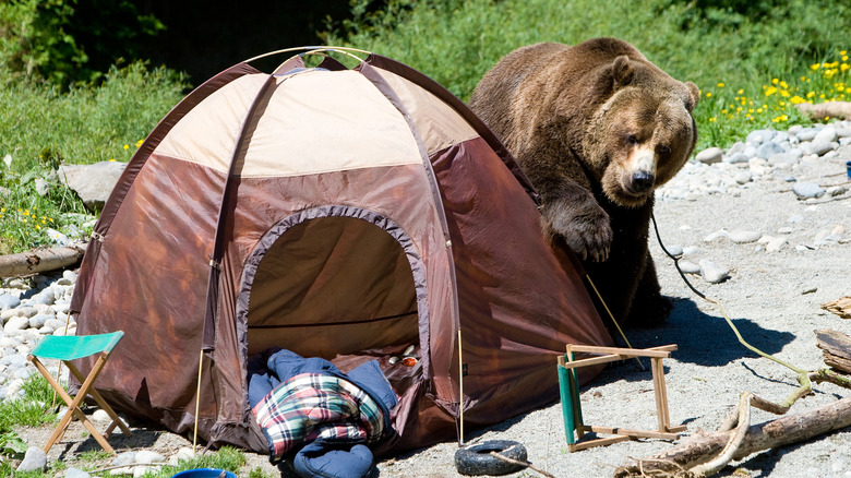 A brown bear in a campsite walking around brown and tan tent.
