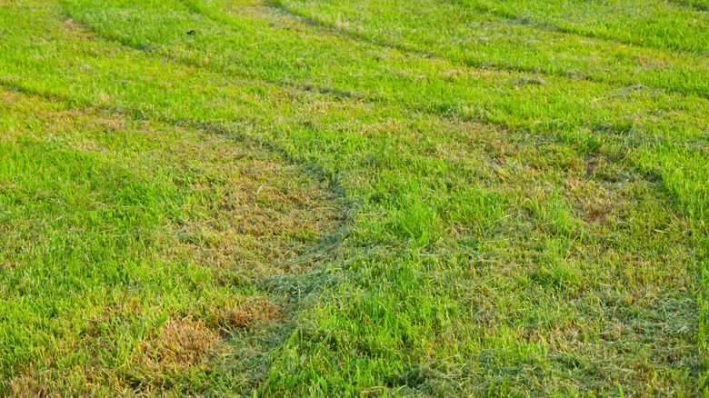 Unevenly cut grass, with long shorter and drier areas