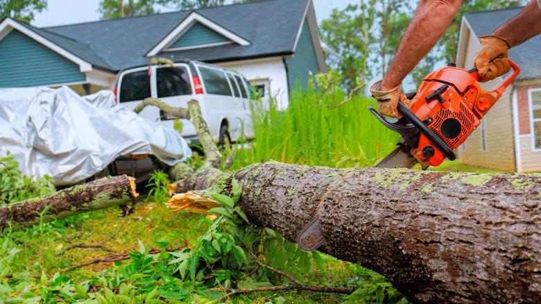 A worker cutting a fallen tree with a chainsaw