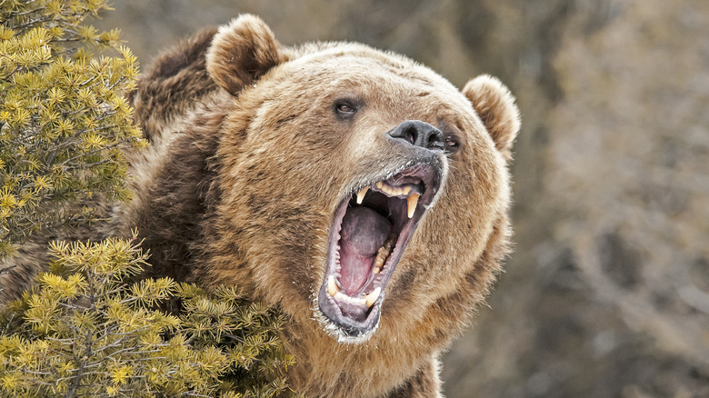 brown bear snarling