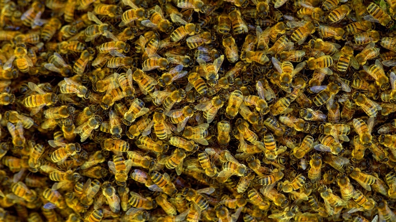 Massive swarm of honeybees