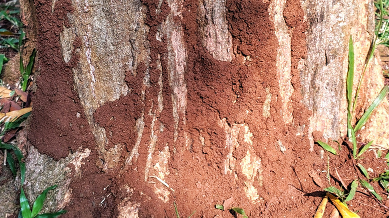 Termite nest on tree trunk