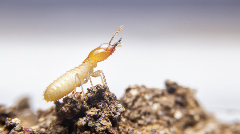 A termite on a pile of soil