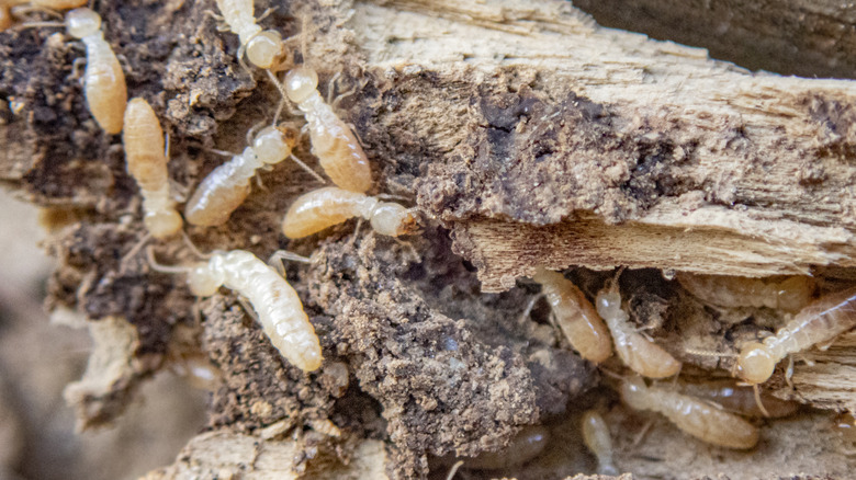 Termites crawling in a tree