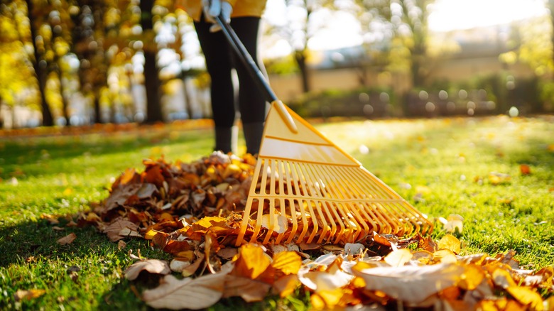 a gardener rakes leaves in a yard