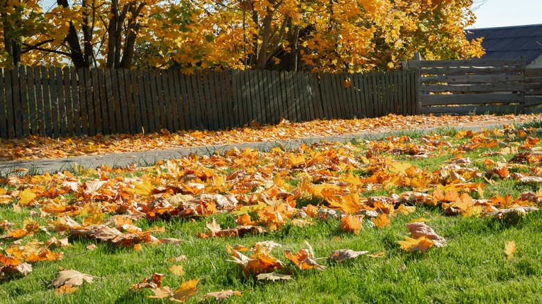 fallen leaves in a fenced yard