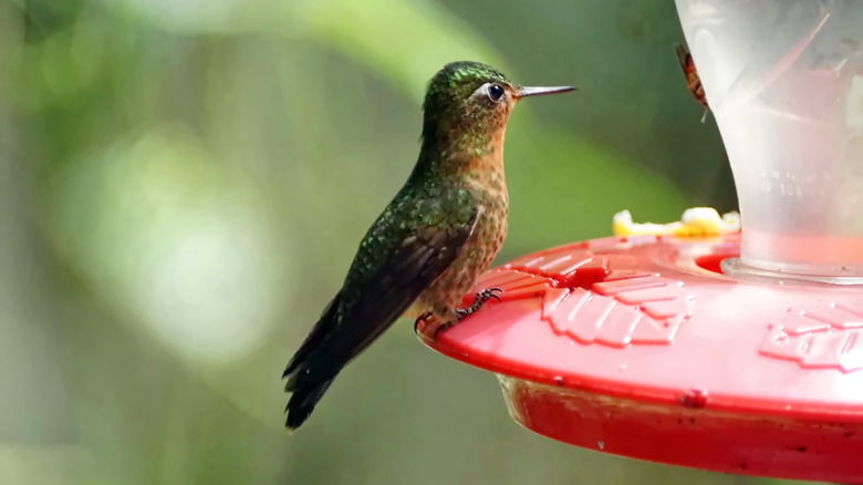 hummingbird sitting on feeder with cloudy nectar
