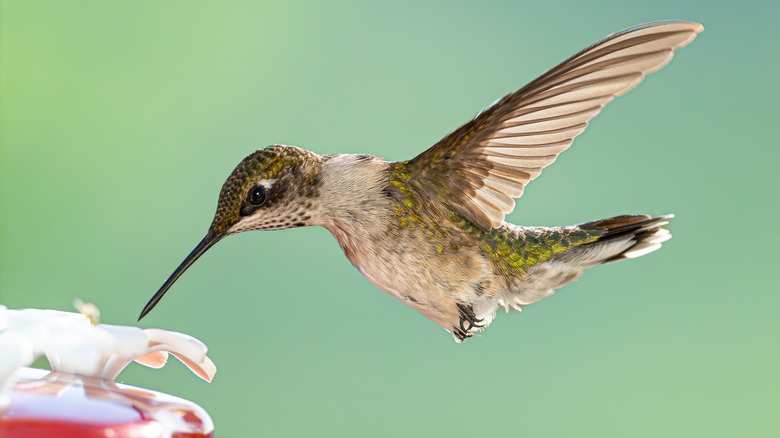 hummingbird at feeder
