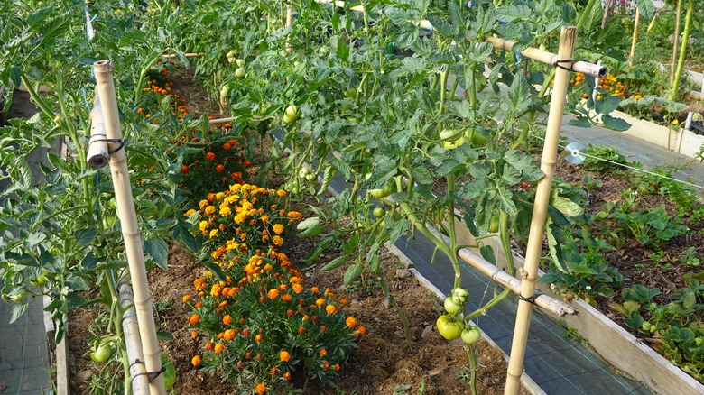 Tomatoes being interplanted with marigolds