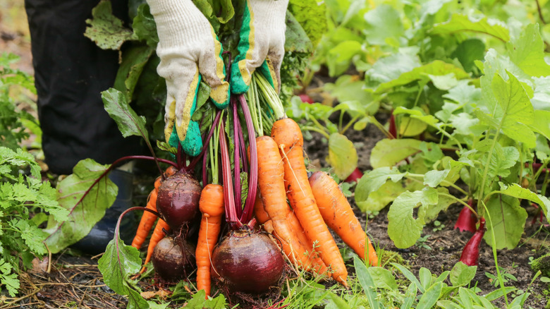 Farmers hands pulling beets and carrots
