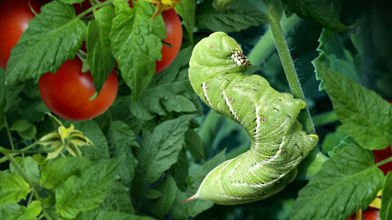 Tomato hornworm caterpillar eating leaves