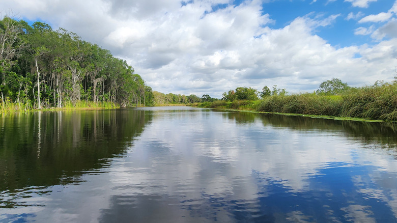ocala national forest lake surrounded by trees