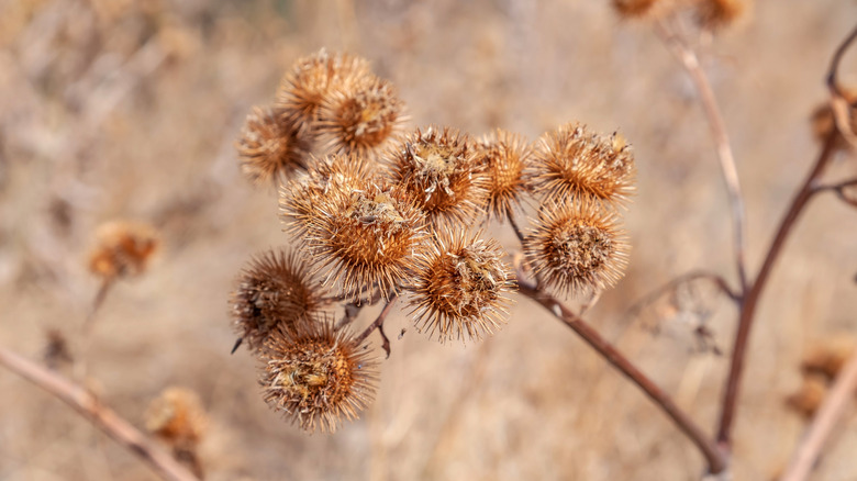 Close-up on plant with large burrs