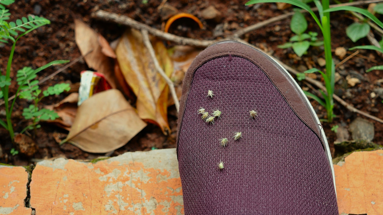 Plant burrs on shoe
