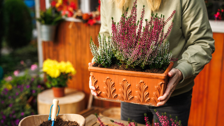 Person doing a plant transplant