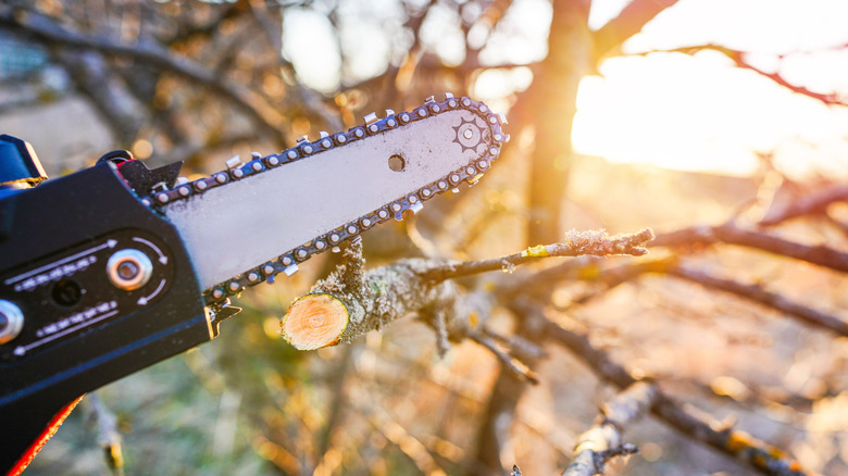 pruning branches with saw