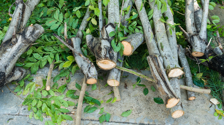 trimmed tree branches