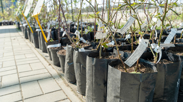 Fruit trees for sale at a store