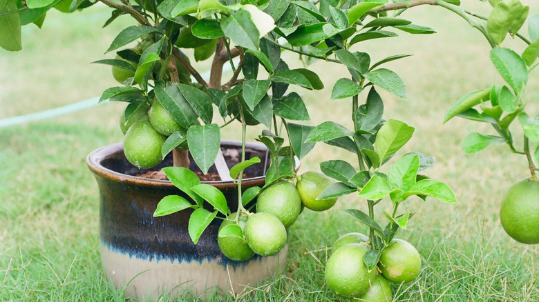 Meyer lemon tree in a pot