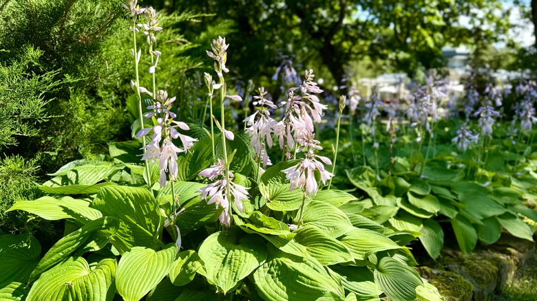 lush hosta plants with tall stalks of flowers