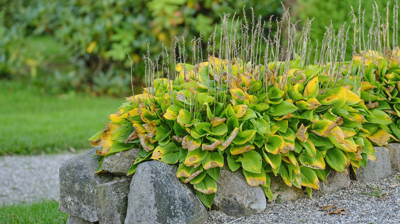 Hosta turning yellow for dormancy durnig fall