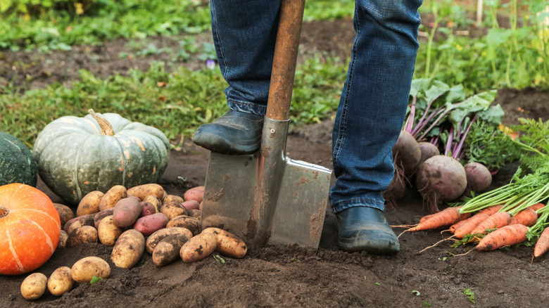 a man with shovel harvests fall vegetables