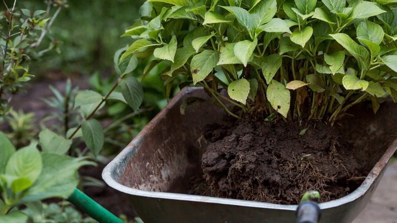 Hydrangeas being moved in a wheelbarrow and transplanted